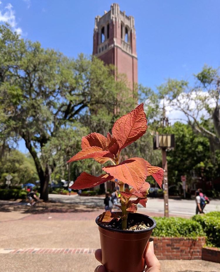 PlantInitiative's tweet photo. A huge thanks to everyone who came out to get a coleus plant today! Check out this awesome photo taken by one of our students! 🌱 https://t.co/d6ZQMOiVbd