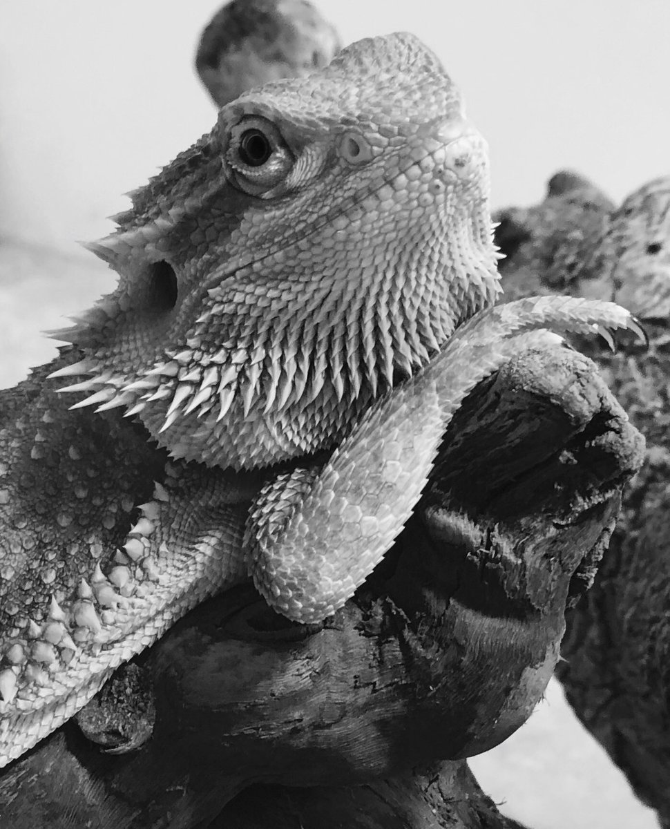 Yesterday was #NationalPetDay  &amp; Old Skool members were sharing AMAZING pics prompting this @discordapp giveaway!

Jump on Old Skool MMORPG Discord Old Skool members &amp; post a pic of your pet/s to win a 15 Day #RIFTprime code: discord.gg/xRa5acU 

[Gildahs Pet SO CUTE!]