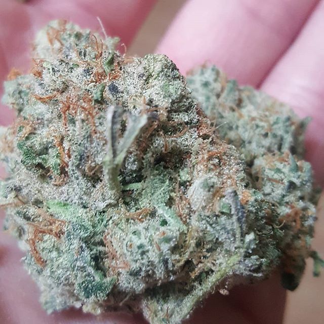 ukweedweekly's tweet photo. #seedsmanshotcup2018 sweet looking nug of #stardawg for an entry hopefully https://t.co/Y3Ek5KYAZh https://t.co/OlR6spl1DP