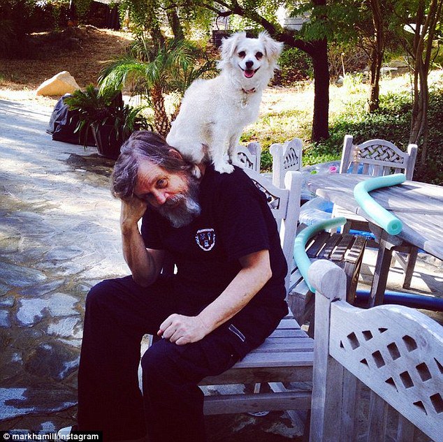MarkHamill's tweet photo. With @MarilouHamill & @chelseahamill gone until Monday, I have full custody of #HaMillie & #HaMabel for 5 l-o-n-g days. Lucky for me they share my love for #LaurelAndHardy, #TheKinks, @Svengoolie, & frequent naps, so it's all good.
#MayTheFursBeWithMe πΆππ© https://t.co/X7ziuw3mMv