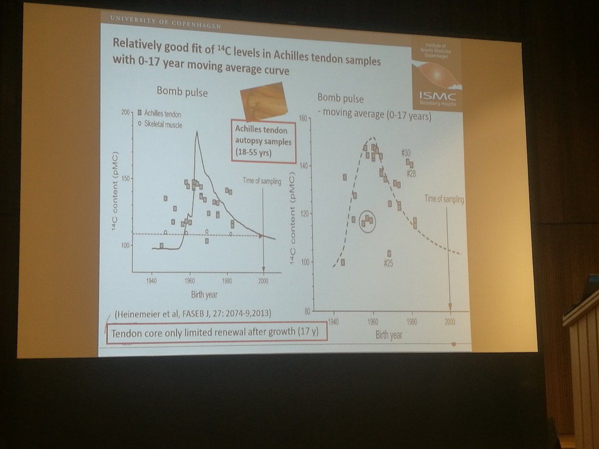 pdkirwan's tweet photo. The very impressive C14 paper showing lack of collagen renewal after 17yr #tendonuk this paper blew my mind when I first read it in 2014 https://t.co/javpmCoTbk
