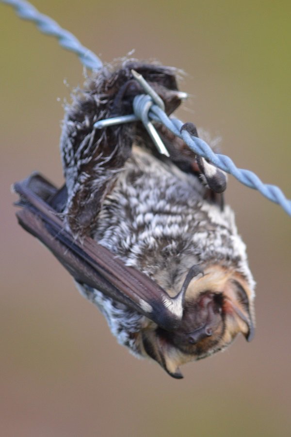OhioDivWildlife's tweet photo. Citizen Science Opportunity: We need YOUR help! Currently seeking people to monitor #batroosts twice in the summer: before and after pups are able to fly. Learn more about this unique opportunity that could be fun for the whole family: https://t.co/ggEUbgYDTF #gobatty #wildohio https://t.co/BqYNYAJxzX