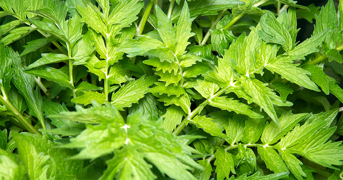 MyHempology's tweet photo. Did you know this nutritious herb can have a variety of health benefits?
#herbs #health #nutrition https://t.co/pgcqH6w82Z https://t.co/CcALKH7kjf