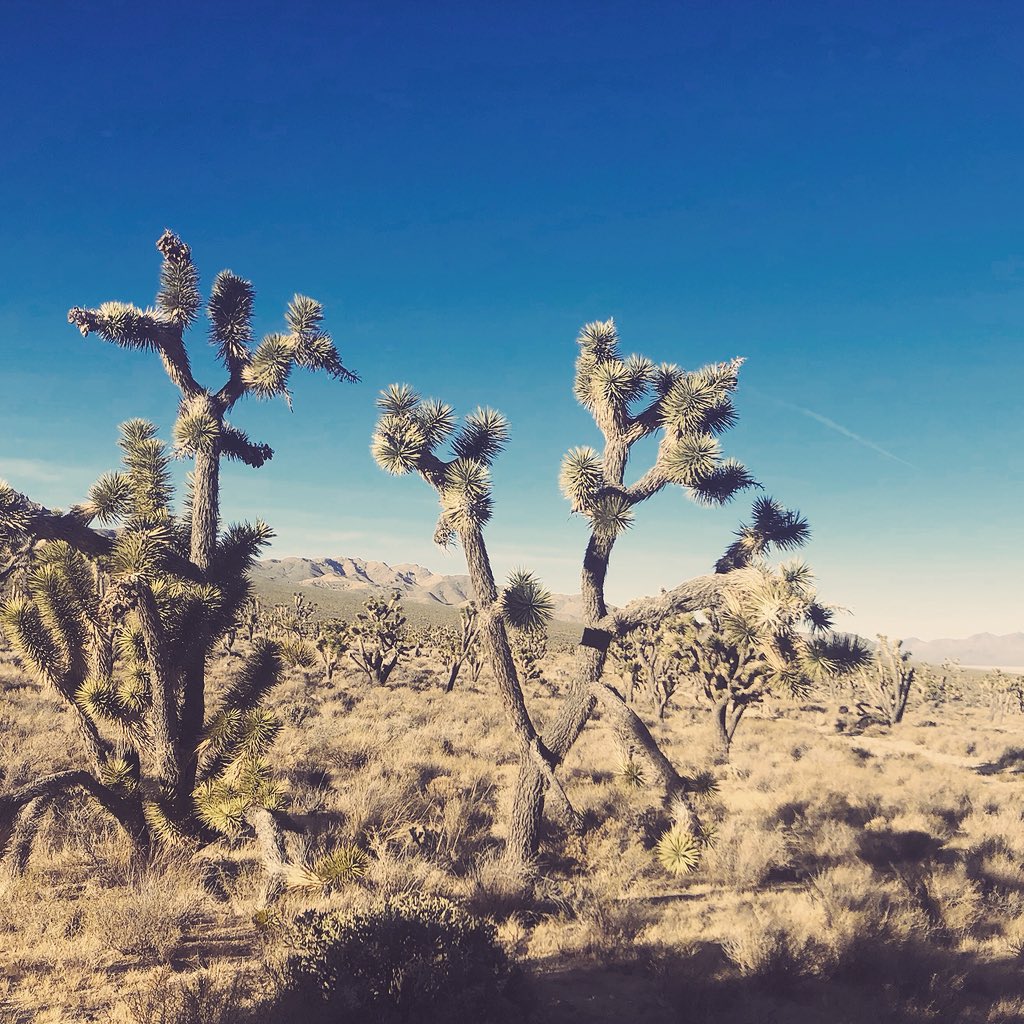 You can wander into the beautiful Nevada Desert to die when you lose your soul to apocalyptic Vegas #2055 #adventure #desert #lifeisbeautiful #interstate15 🌵