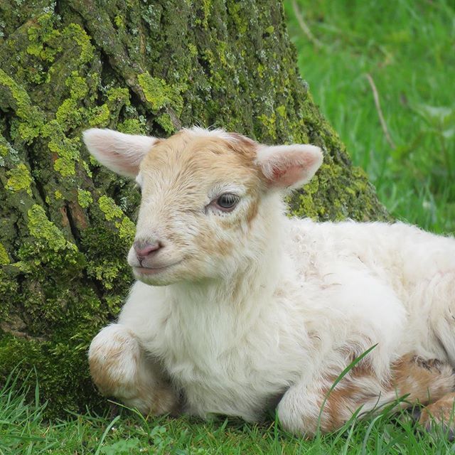 KeizerEllen's tweet photo. If I could put you in my bag .....ππ #sheepatwork https://t.co/kmyAs4pHjB https://t.co/cGOWLoWWLv