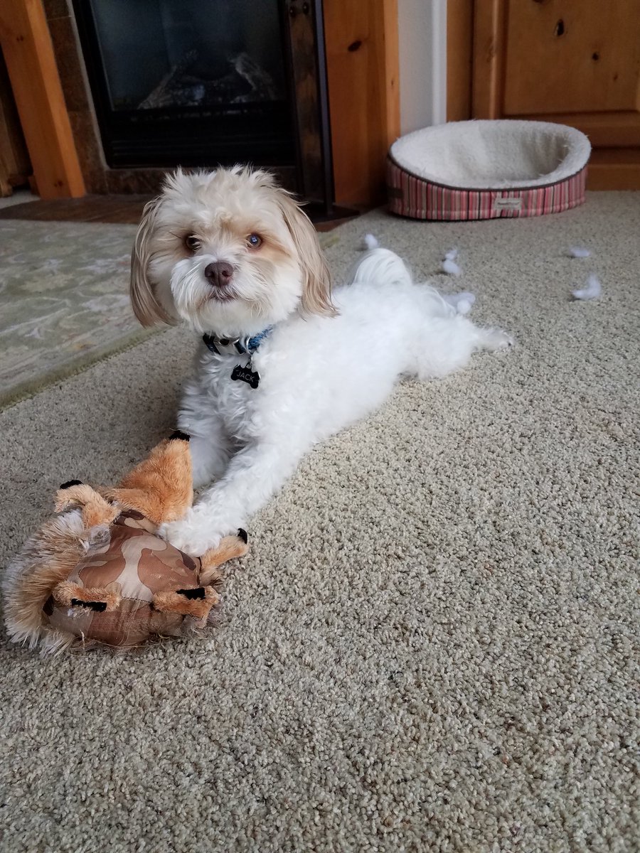 DontTouchTheFur's tweet photo. I may look cute... but I'm a Master of  Destruction! #comingforyou https://t.co/JTaxR9rNhr
