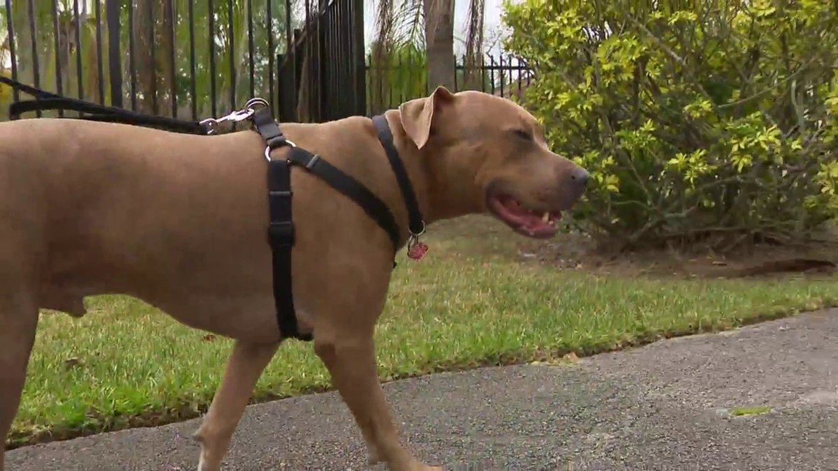 Condo association says ex-Marine's emotional support dog is too big bit.ly/2Hfw2pz https://t.co/nqyCZ3VnAO