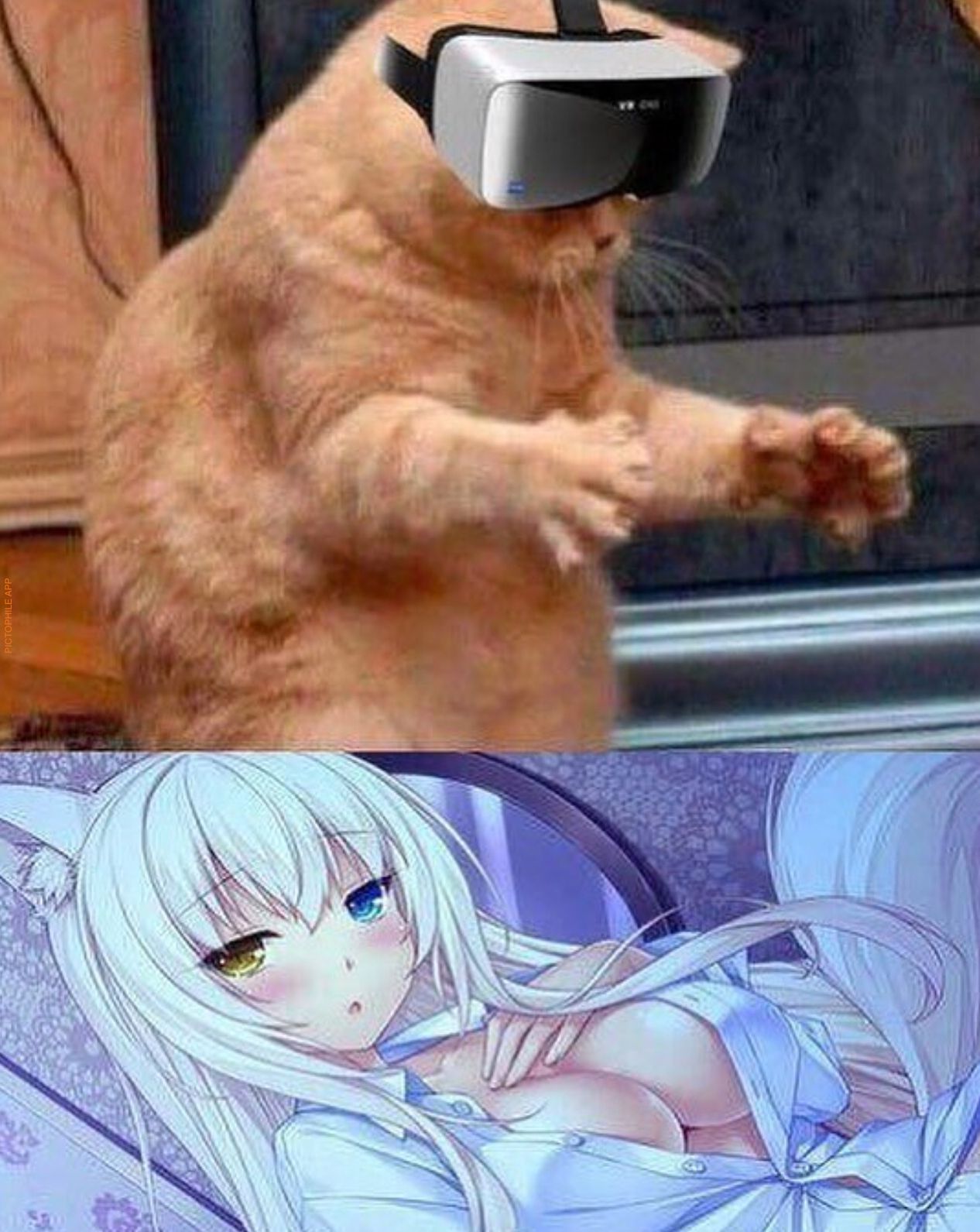 Аниме кот в реальной жизни