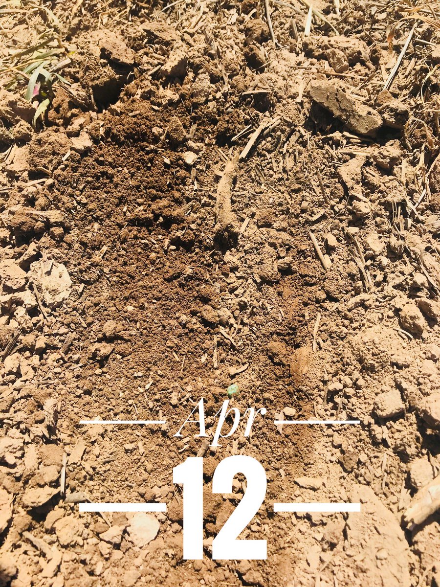 KentuckyCrops's tweet photo. The difference in one day! Getting on a field one day too soon causes the most compaction. Thanks to @jepsonfarms1806 #plant18 #plant2018 #kygrains https://t.co/cPm8UkUI2R
