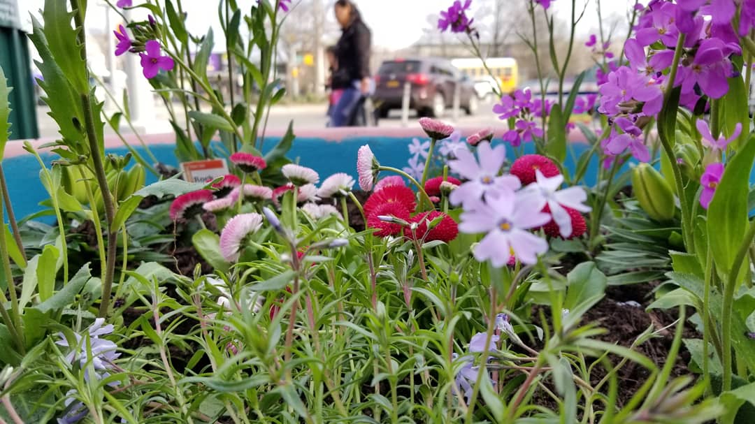 WSBID's tweet photo. Spring has sprung in the Square!  Come by and check out what's blooming in the BID. #WSBID #EverydayBronx #InTheBoogieDown #BronxBestShots https://t.co/c7WIA04Joy
