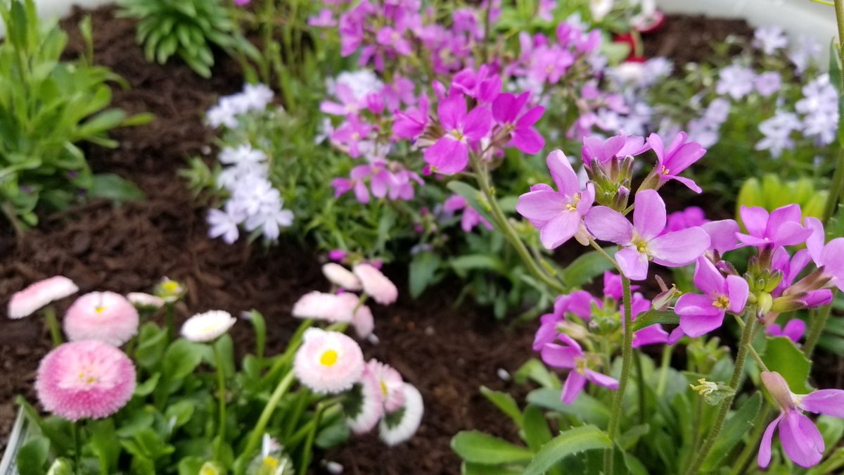 WSBID's tweet photo. Spring has sprung in the Square!  Come by and check out what's blooming in the BID. #WSBID #EverydayBronx #InTheBoogieDown #BronxBestShots https://t.co/c7WIA04Joy