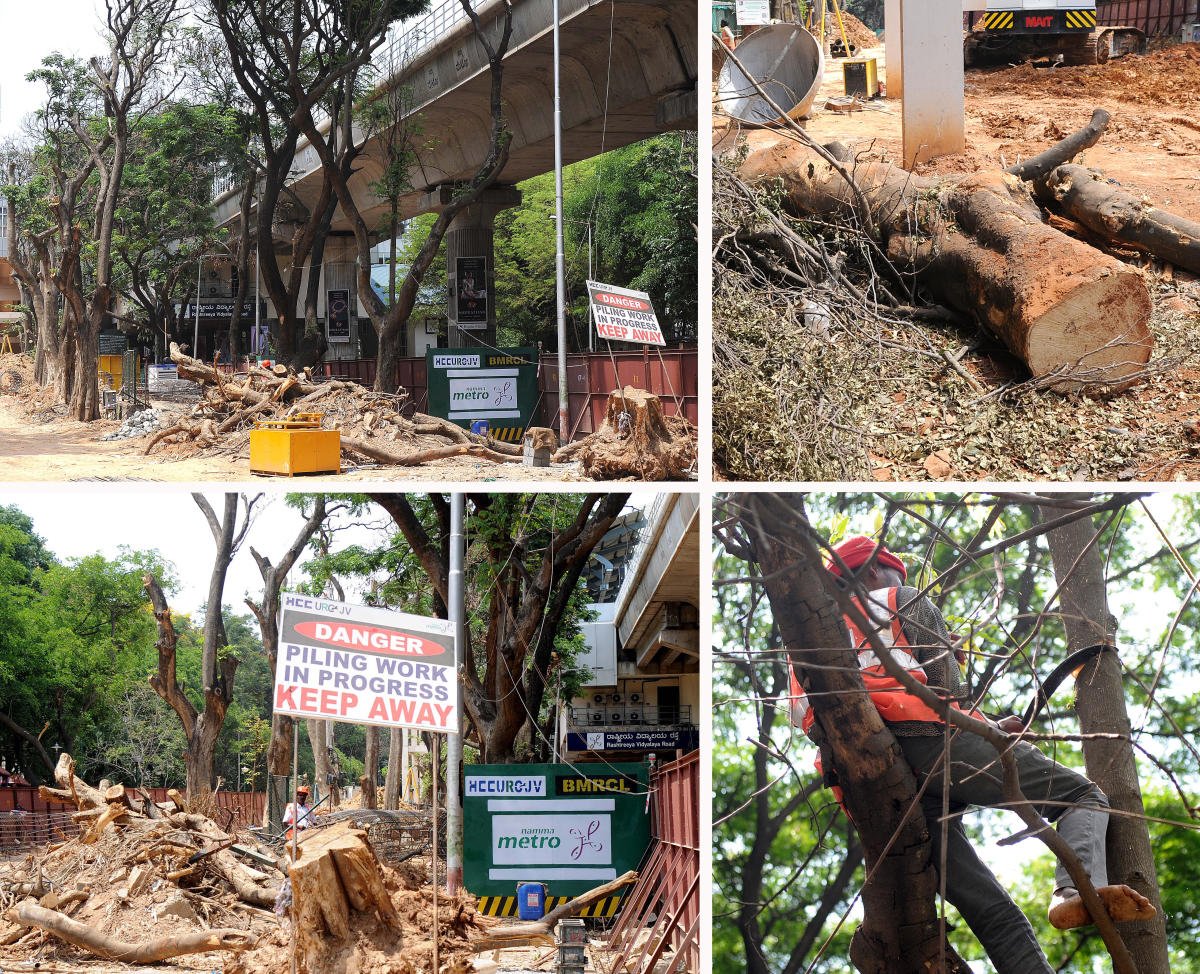 Trees to be axed in Bengaluru's South zone to make way for metro line dlvr.it/QPLMvm