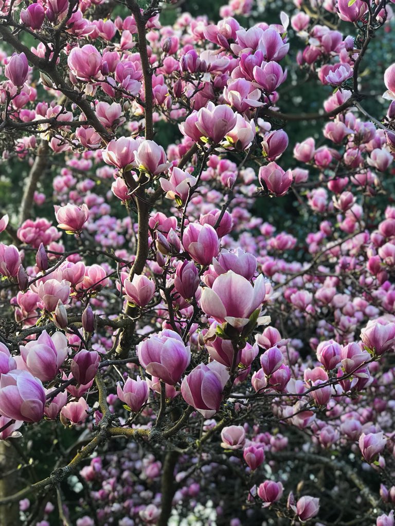 hannerlersern's tweet photo. 🌸 it is spring my dudes https://t.co/GSIhKhDkkf