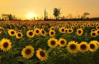 cleveland19news's tweet photo. Final year for Avon sunflower field, which raises thousands for cancer research https://t.co/UYOcnuAhH5 https://t.co/uJAS1qj9K0