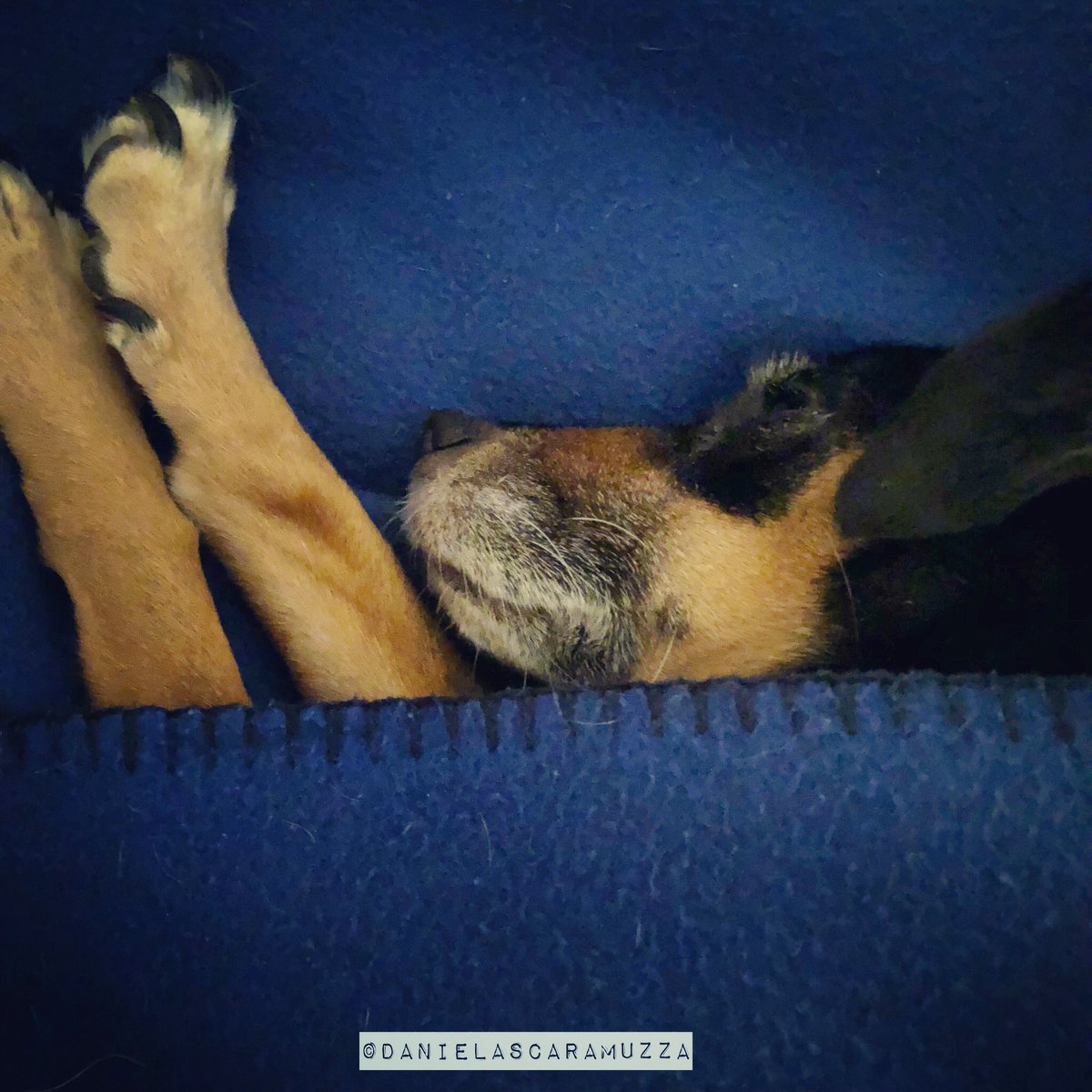 Watching your little rescue feeling safe and peaceful  is priceless ❤️<a href="/scaramuzza_d/">daniela scaramuzza</a> ❤️#gigiandmiki #ThursdayThoughts #Dog #ADOPT