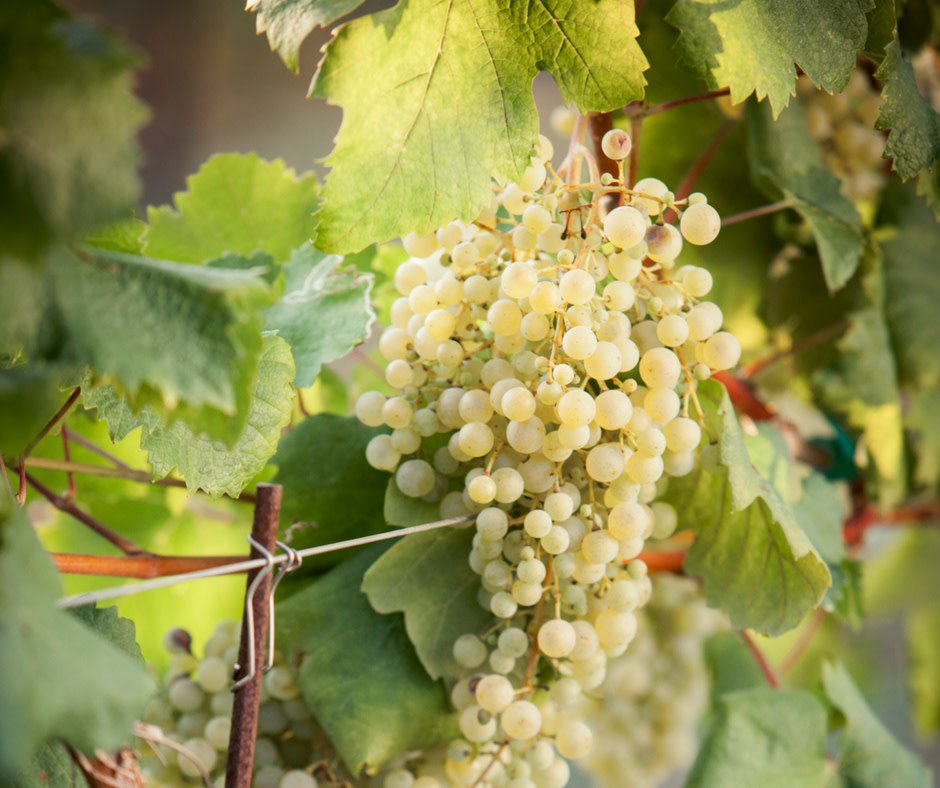 Candoni Wines tweet media