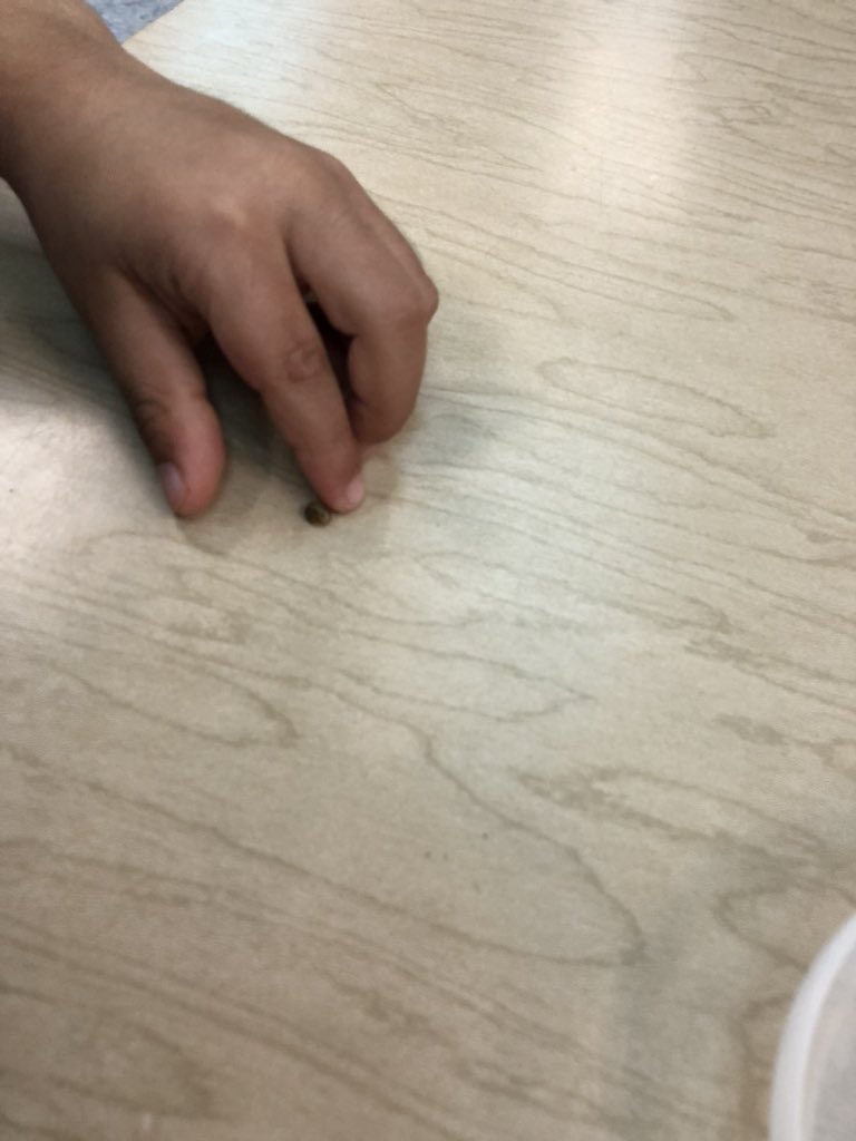 Snail habitat... they had babies!