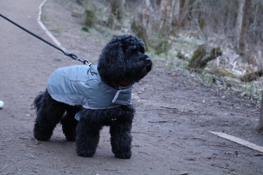 cockapoohenry's tweet image. 🍃🍃🐶🐶🐾🐾🌳🌳 #black #cockapoo #walk