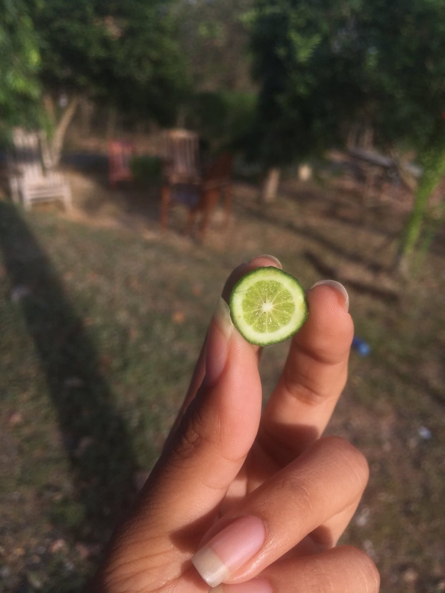 mariotvz's tweet photo. RT al pequeño limón de la suerte o tendrás 7 años de mala suerte en el amor y en el dinero. https://t.co/jtBLG8qa0U