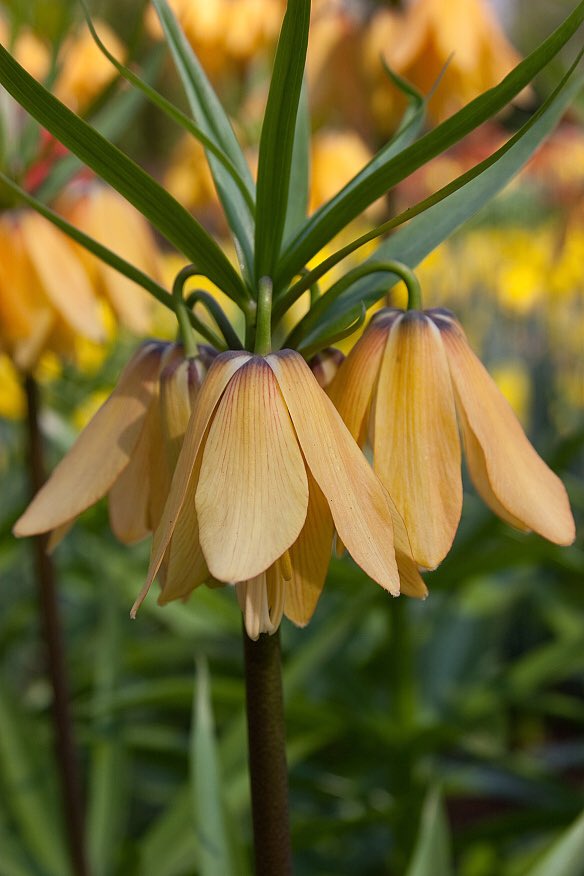 草木のこと Fritillaria Imperialis ヨウラクユリ 園芸店などではフリチラリアの名前で流通しているのかもしれない クロユリなどの仲間 和名のヨウラク 瓔珞 とはツリガネ型の仏具のこと 原産地は西アジア ちょうどこれからが開花時期にあたるので