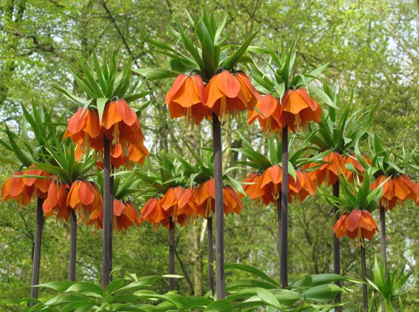 草木のこと Fritillaria Imperialis ヨウラクユリ 園芸店などではフリチラリアの名前で流通しているのかもしれない クロユリなどの仲間 和名のヨウラク 瓔珞 とはツリガネ型の仏具のこと 原産地は西アジア ちょうどこれからが開花時期にあたるので
