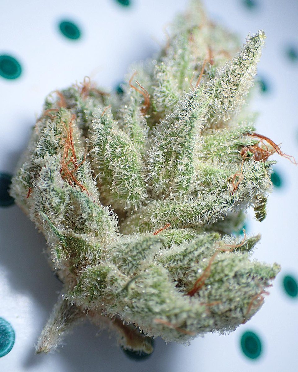 HIGH_TIMES_Mag's tweet image. Frosty business right there. Super Lemon Haze.

📸: instagram.com/marihuanamike