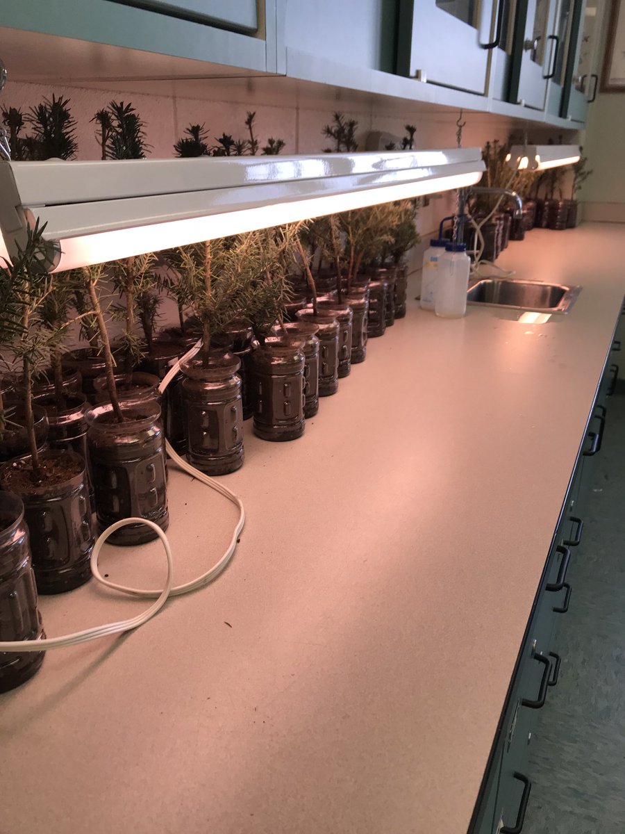 THANK YOU to everyone who came and planted trees (as well as recycled)!! 💚💚