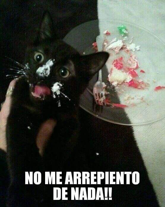 sergat0's tweet image. Estupido humano necesito más pastel 🍰🎂