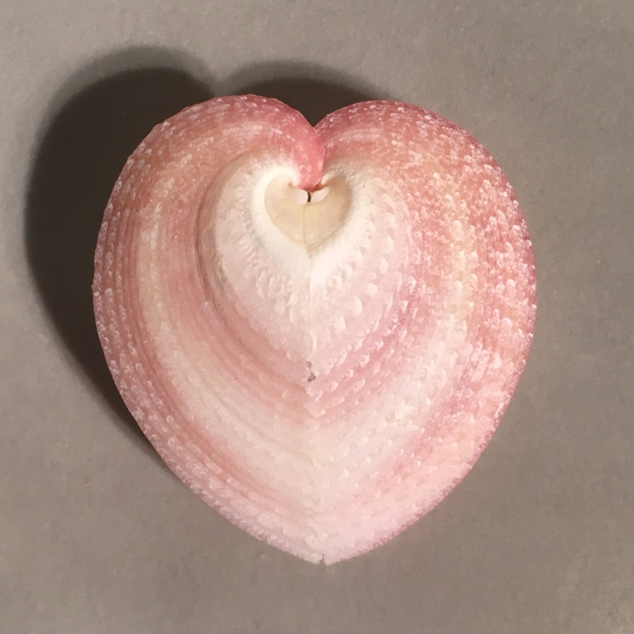 人気ブランドの リュウキュウアオイ ハート貝 3個セット 置物