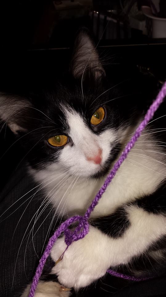 Zany_Janie's tweet photo. I love my baby girl! <3 #KittyLuv #Luna https://t.co/MNePfuGhxo
