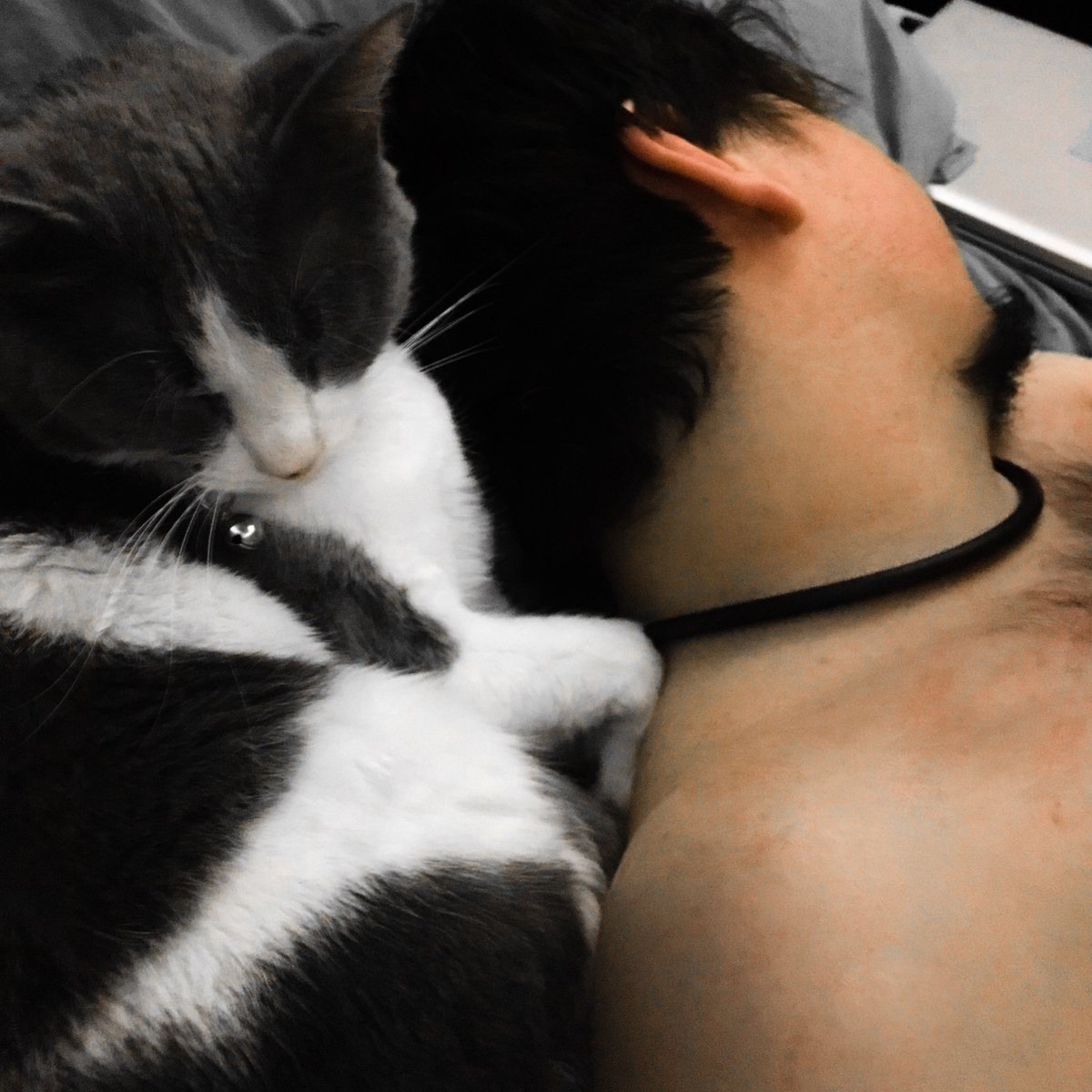 JDLuxe's tweet photo. Up to my neck in... cats https://t.co/tEXSpzjvLc