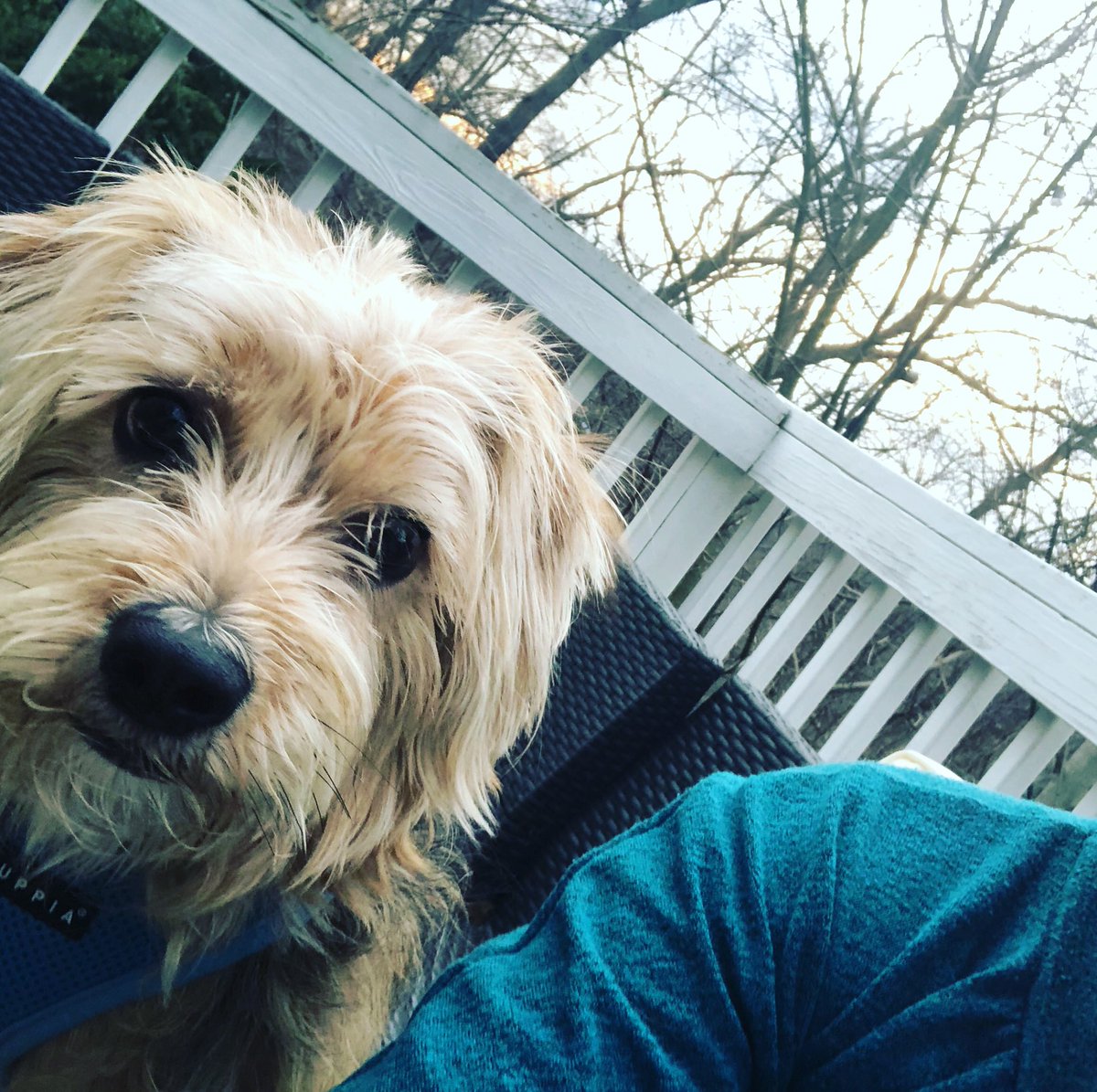25Hillary's tweet image. First day on the deck #springarrival #swarley #gooddogsofinstagram #mommasboy