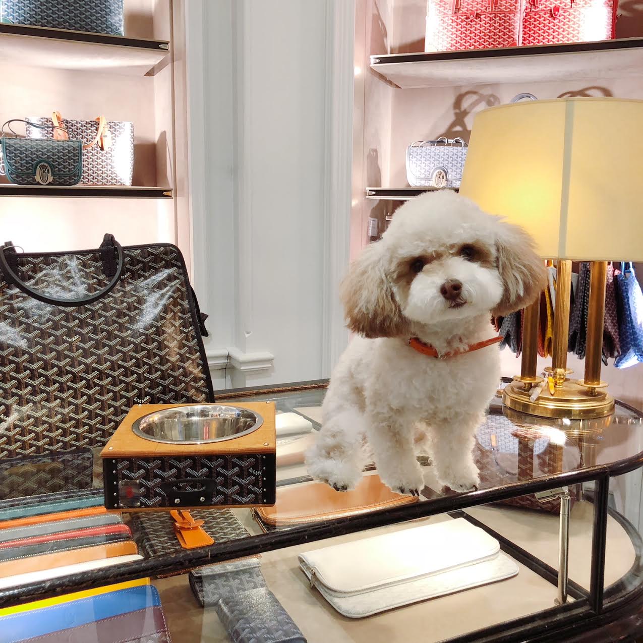 Goyard Dog Collars & Pet Accessories On Sale
