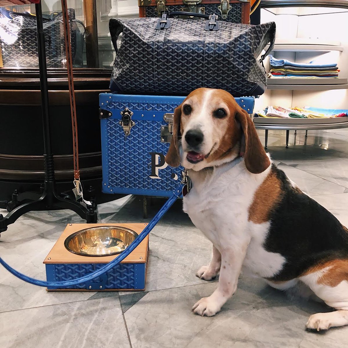 goyard dog accessories