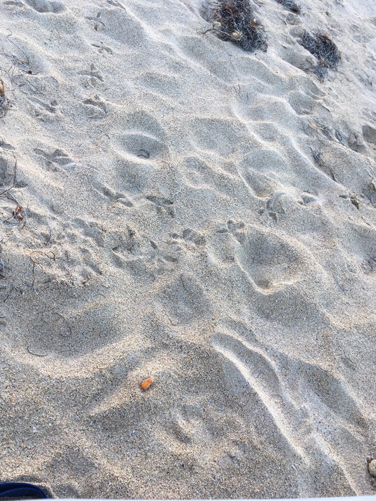 Got a pigeon circling me, tryna eat this Cheeto I dropped on the beach