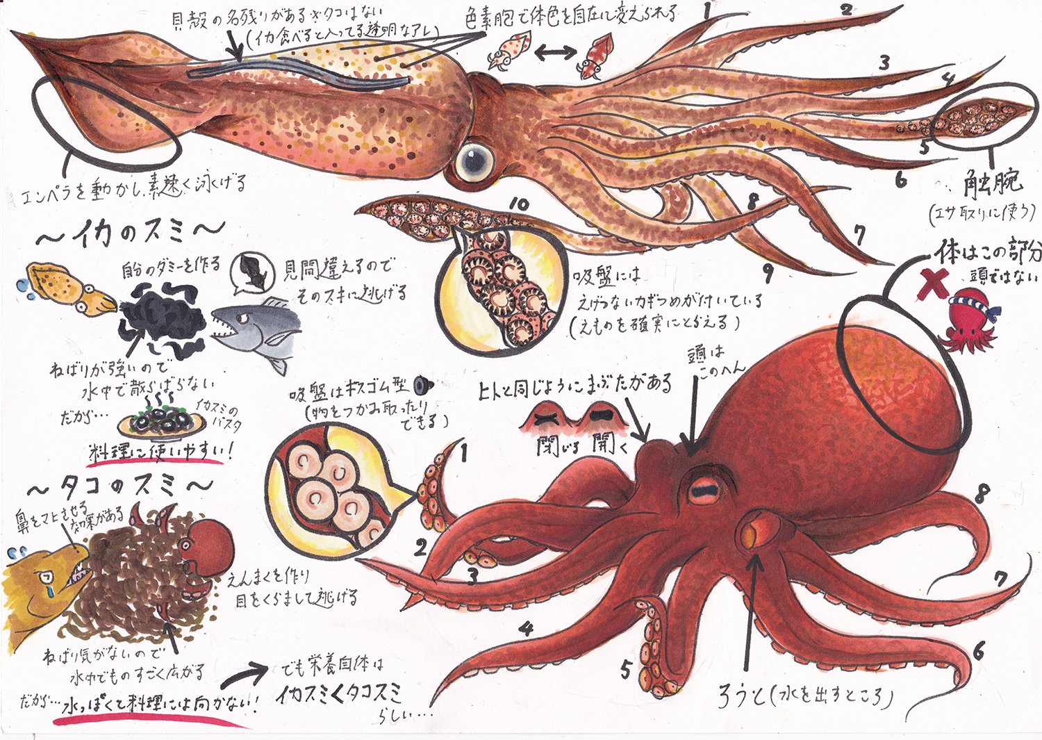 تويتر Bages على تويتر イカとタコの違いをまとめてみました イカ タコ 海洋生物 海 T Co Uiyqybunqz