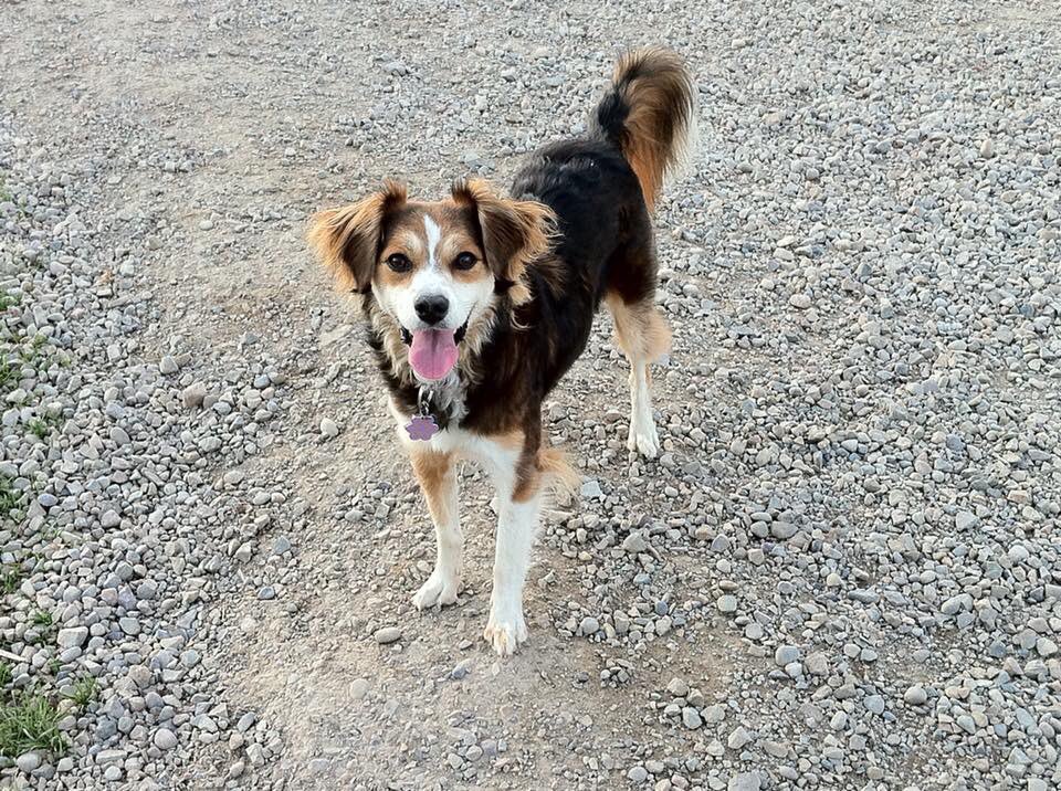 aquachicky311's tweet photo. Missing my girl everyday. Today is just a little harder than usual. I hope you’re running in paradise, baby girl 💔❤️🐶 https://t.co/sAmYzVc75d