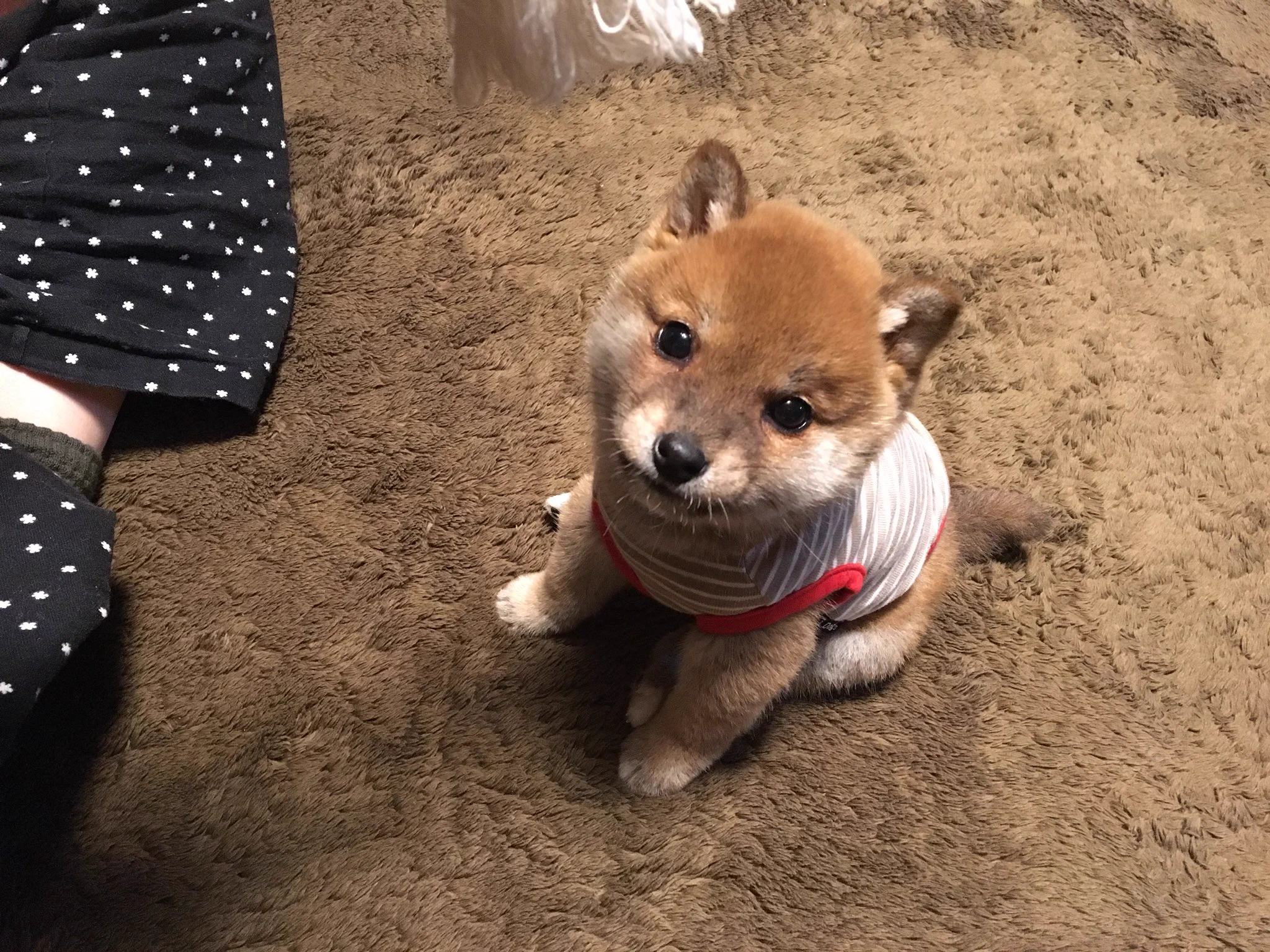 座り方が人間みたい？小さな柴犬のりんご郎くん
