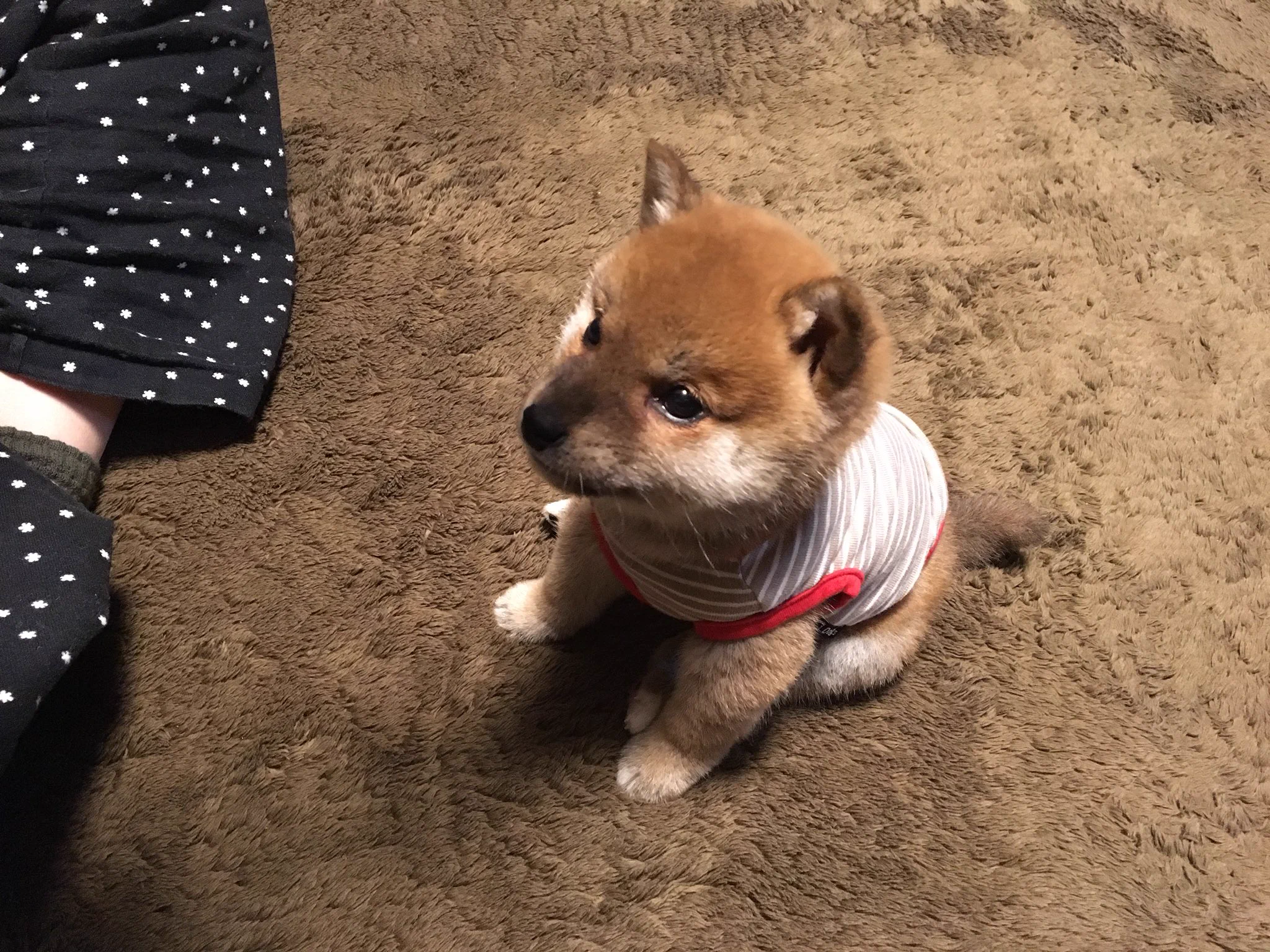 座り方が人間みたい？小さな柴犬のりんご郎くん
