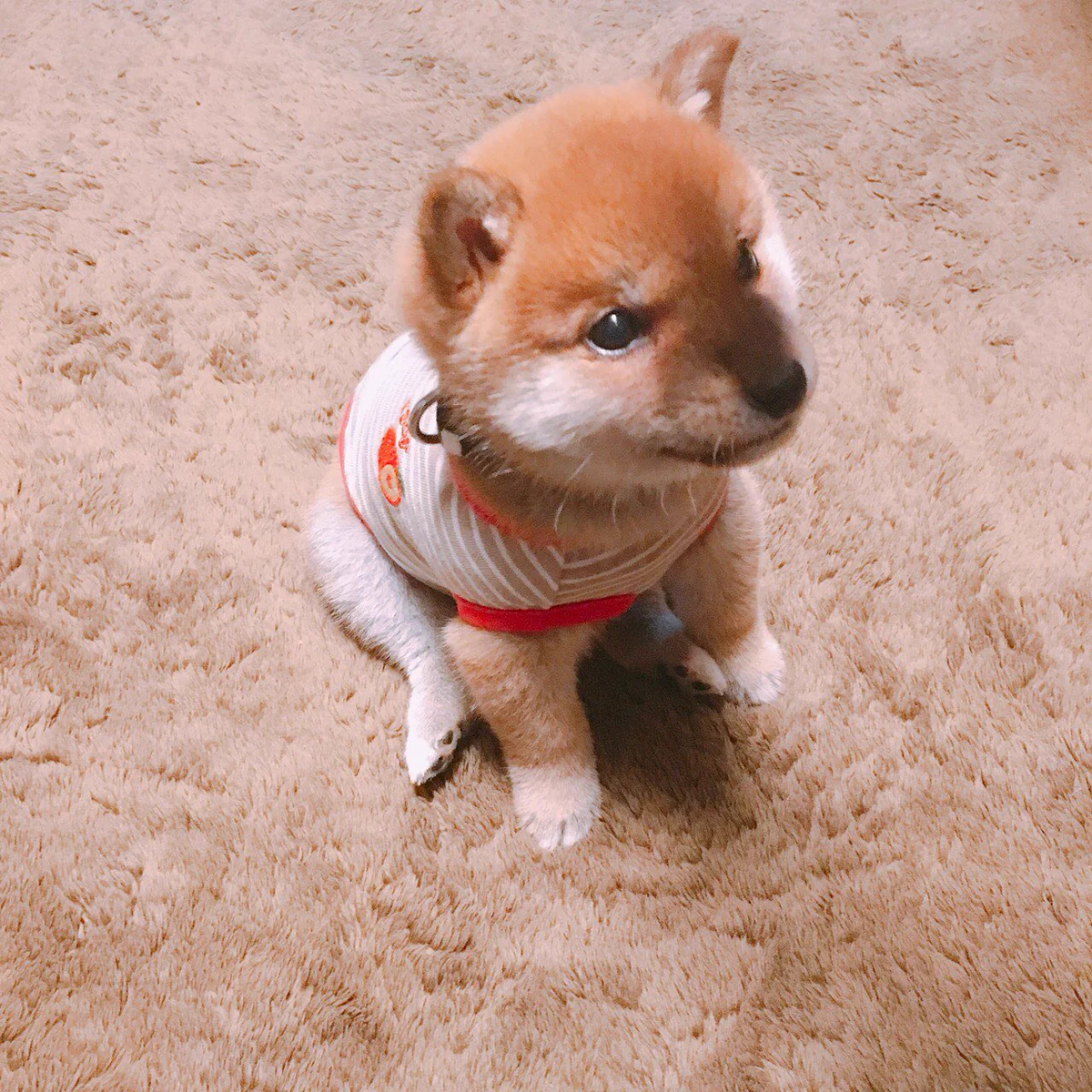 座り方が人間みたい？小さな柴犬のりんご郎くん