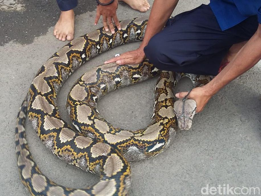 Ular Kembali 'Teror' Jakarta, Apa Penyebabnya? detik.id/6JJjHM