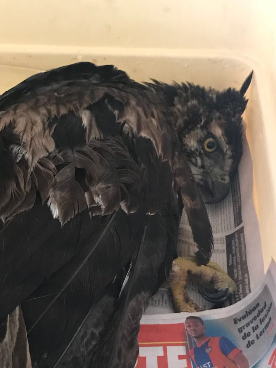 Fada_Crarsi's tweet image. We lost this subadult Black-and-chestnut eagle yesterday before he could reach us. The human/predator conflict and lack of knowledge about the species and raptor first aid claimed his life #wildliferehabilitation #predators #spizaetus #colombia #falconry #wildlife