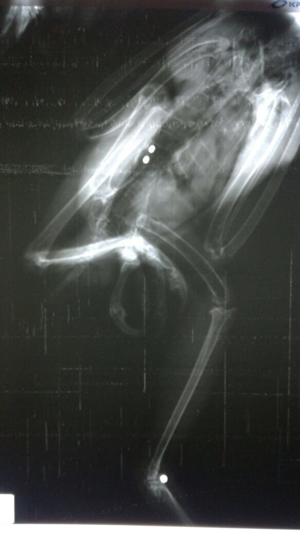 Fada_Crarsi's tweet image. We lost this subadult Black-and-chestnut eagle yesterday before he could reach us. The human/predator conflict and lack of knowledge about the species and raptor first aid claimed his life #wildliferehabilitation #predators #spizaetus #colombia #falconry #wildlife