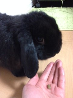 hokkaidodtc's tweet image. 高価な健康フードを断固拒否するうさぎ。
#北海道歯科技術専門学校　#健康フード　#食べない