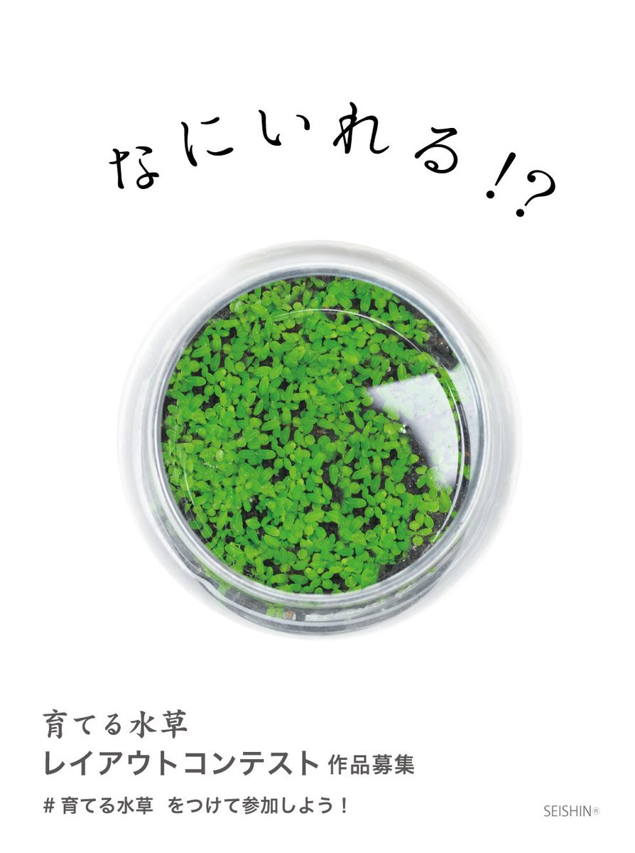 栽培セットメーカーのseishin 聖新陶芸 育てる水草 レイアウトコンテスト 付属の石や流木以外のものを使っても もちろんok 思い思いのレイアウトを楽しんでください 詳しい応募方法 コンテストの詳細はこちらhttps T Co Ig6aqswknr