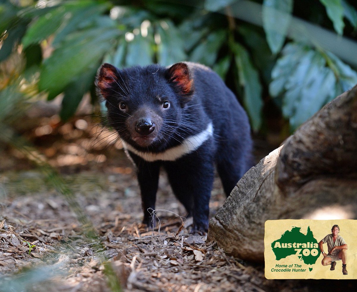 Australia Zoo On Twitter Crikey Our Tassie Devil Needs A Name We Need Your Help Repost This Photo Caption With Your Suggested Name Tag Australiazoo Australiazoo Winner Will Receive
