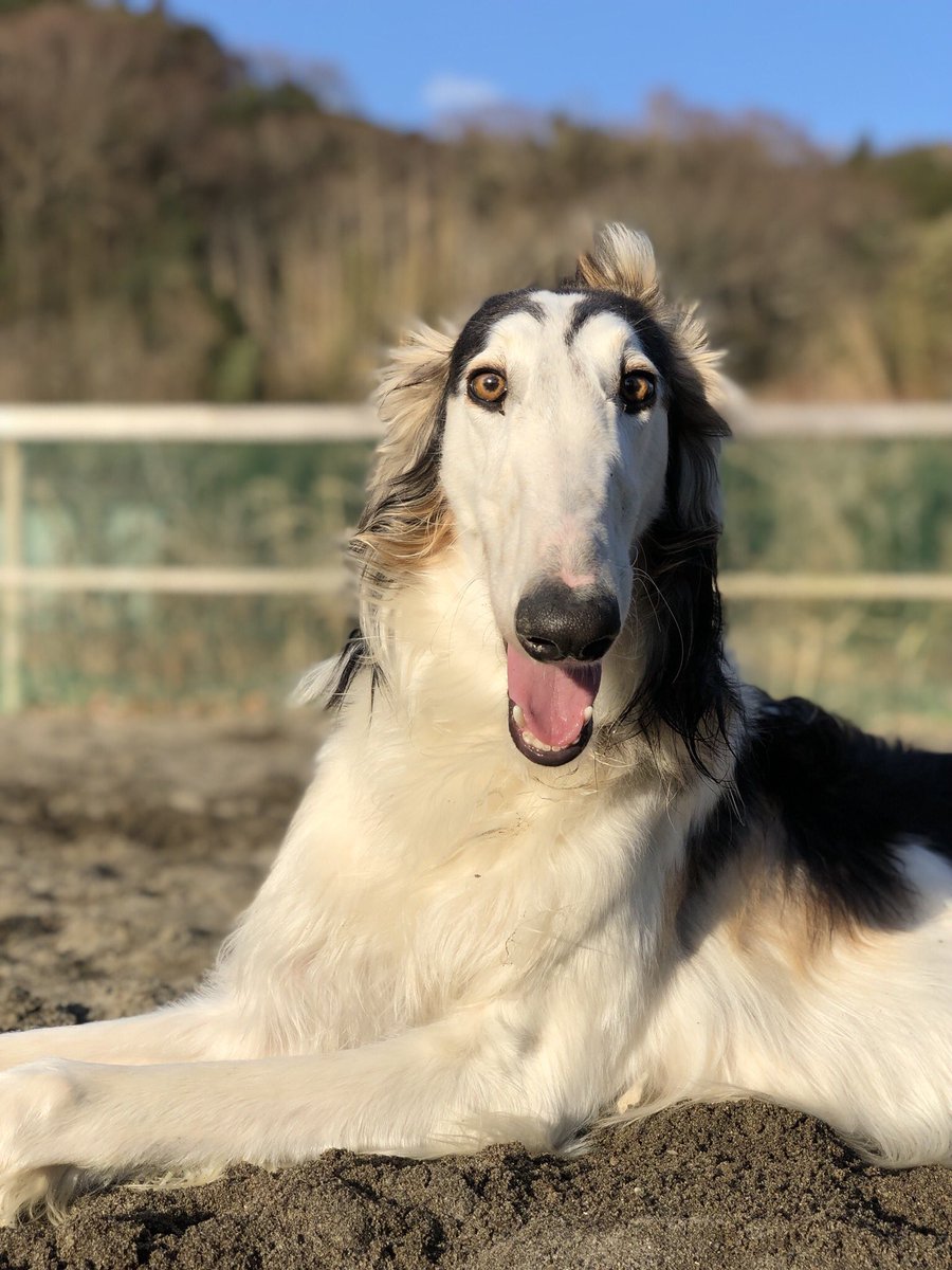 そんなデカくて気持ち悪い やつを連れて歩くな！」おじさん。僕はただ普通に散歩していただけ。あなたは最後まで謝らなかったけど、あなたの側にいた大切なお孫さんと同じように僕にとって犬は家族なんです。人生かけてやってます。何事も意見を押し付け合わず、互いに尊重  ..., image size:900x1200