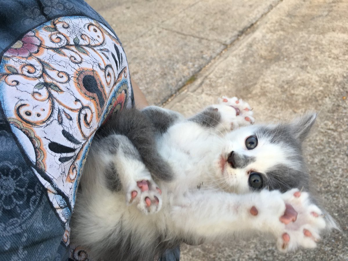 ohleski's tweet photo. RT: Two kittens left! Free to a good home. https://t.co/bnceZRhDMl