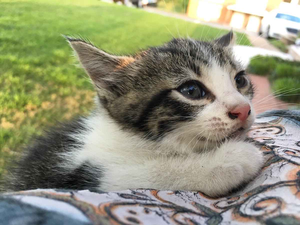 ohleski's tweet photo. RT: Two kittens left! Free to a good home. https://t.co/bnceZRhDMl