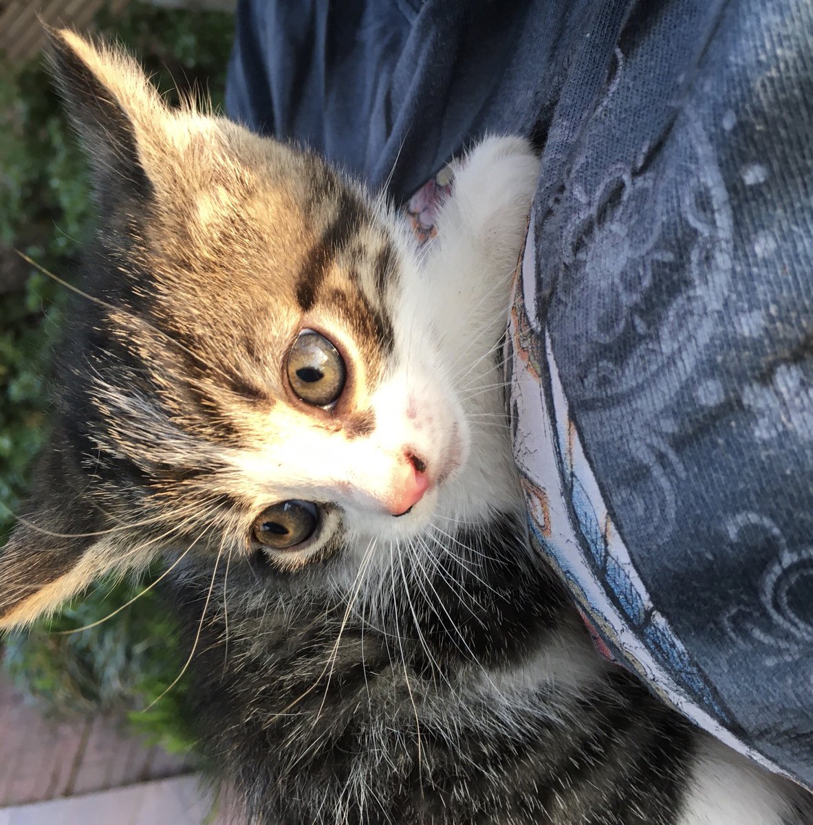 ohleski's tweet photo. RT: Two kittens left! Free to a good home. https://t.co/bnceZRhDMl